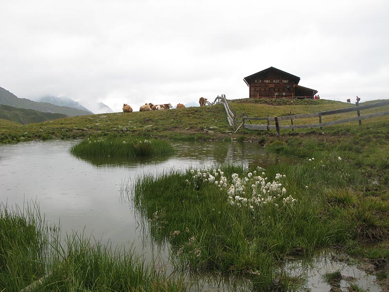 donnerstein